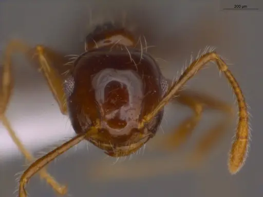 Crematogaster levior - ECOFOG-MI15-0237-43