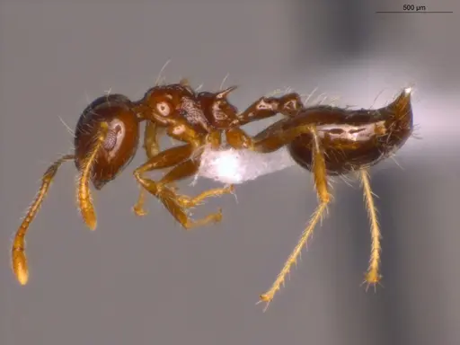 Crematogaster levior - ECOFOG-MI15-0237-43