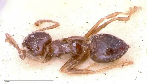 Crematogaster levior - FOCOL0656-1