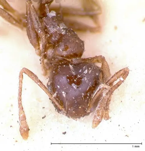 Crematogaster levior - FOCOL0656-1