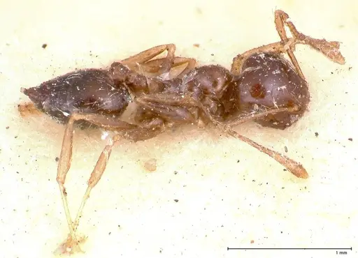 Crematogaster levior - FOCOL0656-1