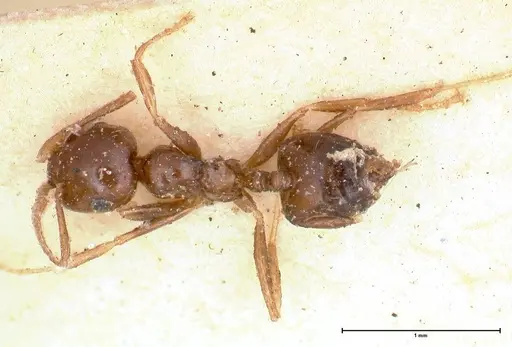 Crematogaster levior - FOCOL0656-2