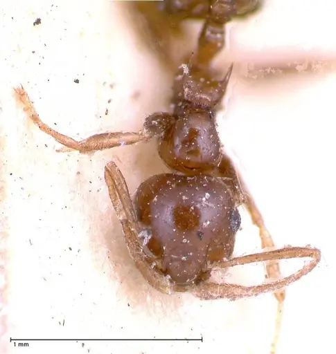 Crematogaster levior - FOCOL0656-2