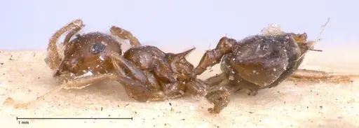 Crematogaster levior - FOCOL0656-2