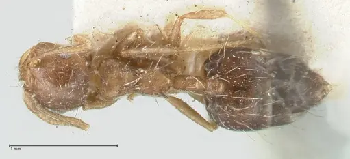 Crematogaster levior - FOCOL1625