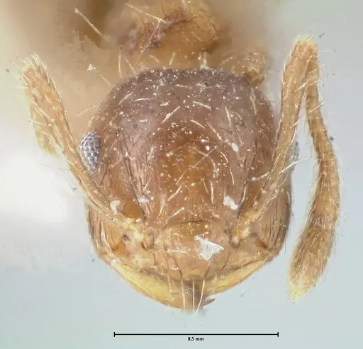 Crematogaster levior - FOCOL1625