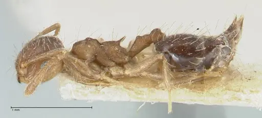 Crematogaster levior - FOCOL1625