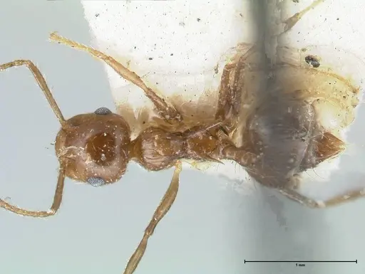 Crematogaster levior - FOCOL1626