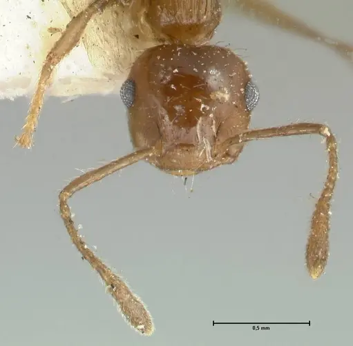 Crematogaster levior - FOCOL1626