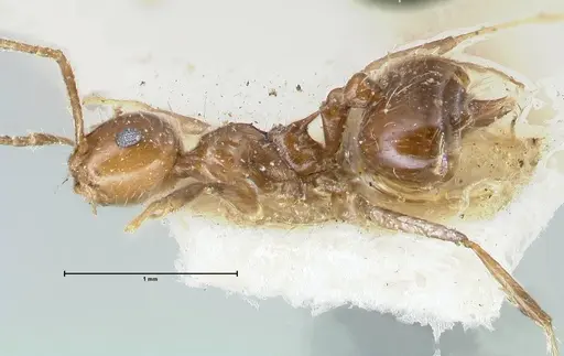 Crematogaster levior - FOCOL1626