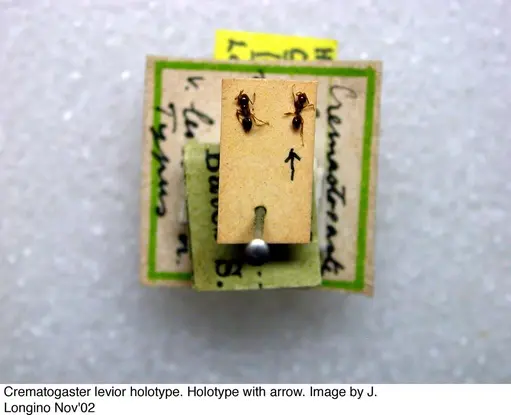 Crematogaster levior - JTL328117