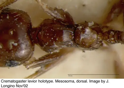 Crematogaster levior - JTL328117