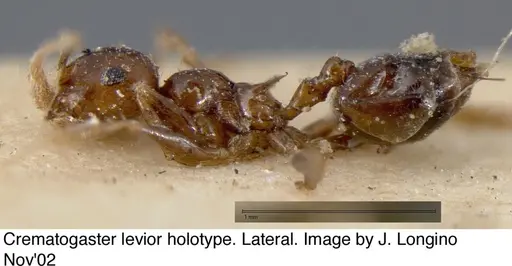 Crematogaster levior - JTL328117