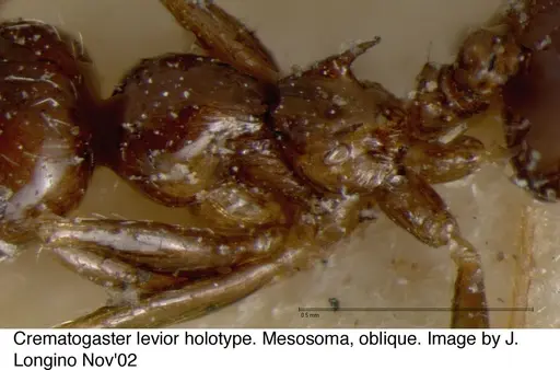 Crematogaster levior - JTL328117