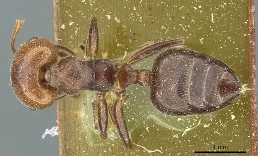 Crematogaster libengensis specimen