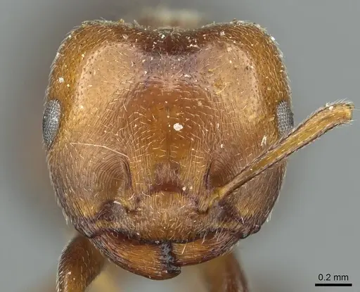 Crematogaster libengensis specimen
