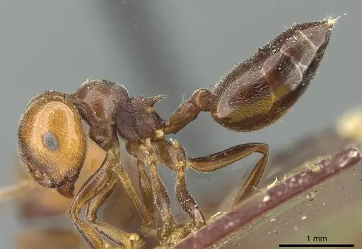 Crematogaster libengensis specimen