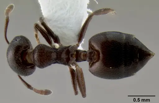 Crematogaster liengmei specimen
