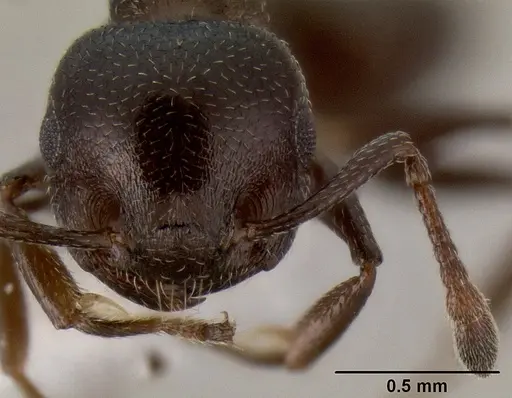 Crematogaster liengmei specimen
