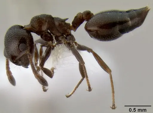 Crematogaster liengmei specimen
