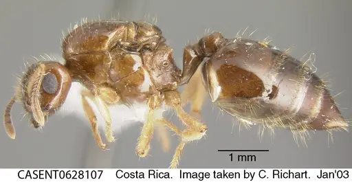 Crematogaster limata specimen