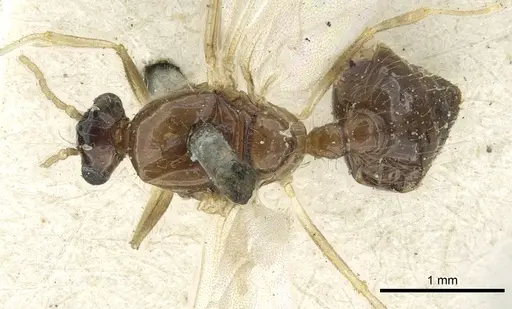 Crematogaster limata - CASENT0902158