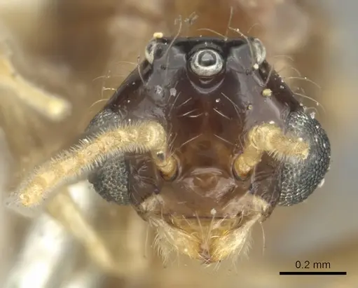 Crematogaster limata - CASENT0902158