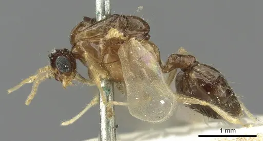 Crematogaster limata - CASENT0902158
