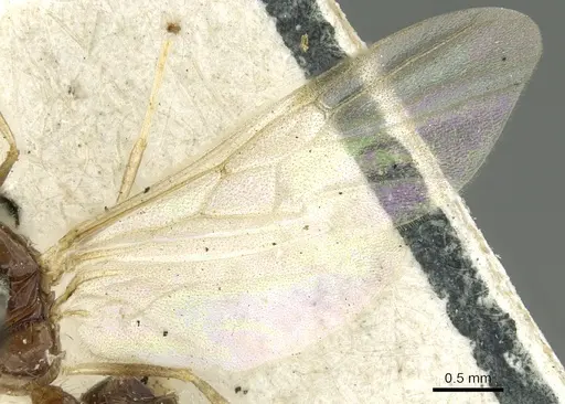 Crematogaster limata - CASENT0902158