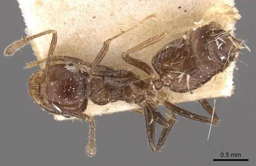 Crematogaster limata - CASENT0908434