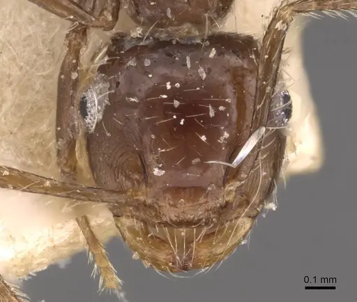 Crematogaster limata - CASENT0908434