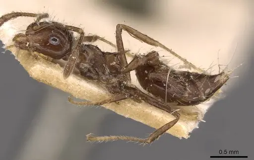 Crematogaster limata - CASENT0908434