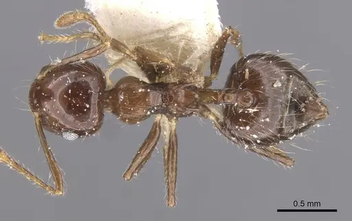 Crematogaster limata - CASENT0912774