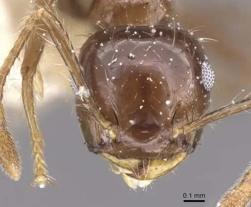 Crematogaster limata - CASENT0912774