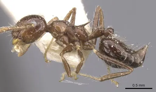 Crematogaster limata - CASENT0912774