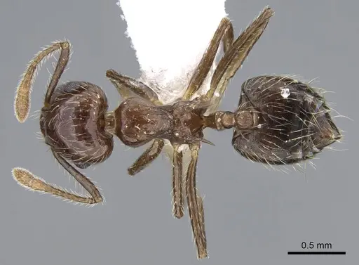 Crematogaster limata - CASENT0914571