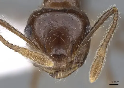 Crematogaster limata - CASENT0914571