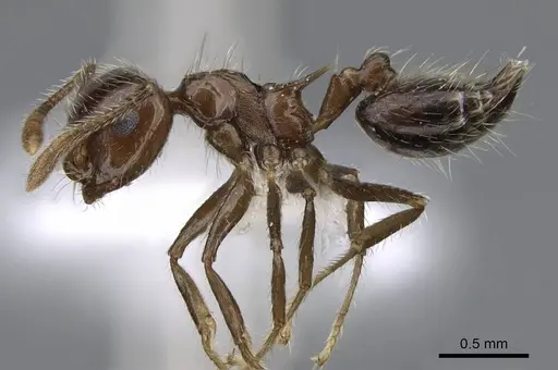 Crematogaster limata - CASENT0914571