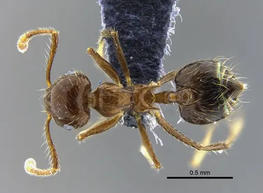 Crematogaster limata - CBUMAGENT41952
