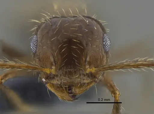 Crematogaster limata - CBUMAGENT41952