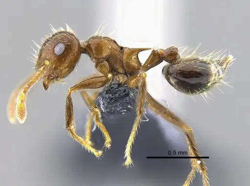 Crematogaster limata - CBUMAGENT41952