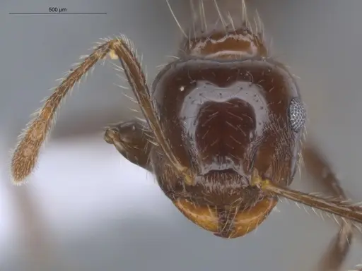 Crematogaster limata - ECOFOG-IT14-1001-10