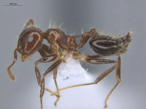 Crematogaster limata - ECOFOG-IT14-1001-10