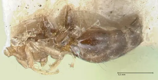 Crematogaster limata - FOCOL1627