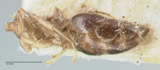 Crematogaster limata - FOCOL1627