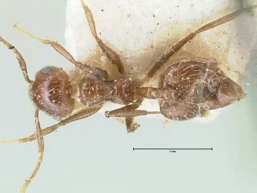 Crematogaster limata - FOCOL1628