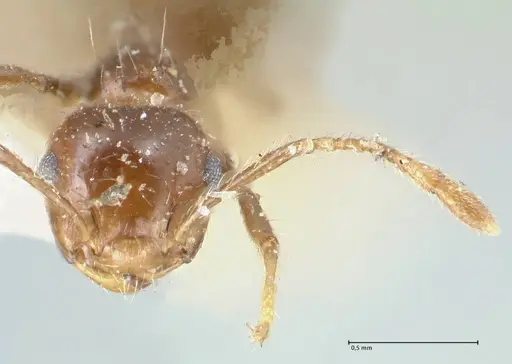 Crematogaster limata - FOCOL1628