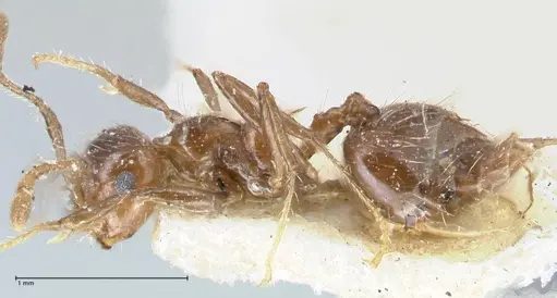 Crematogaster limata - FOCOL1628