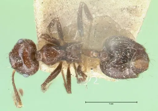 Crematogaster limata - FOCOL1629
