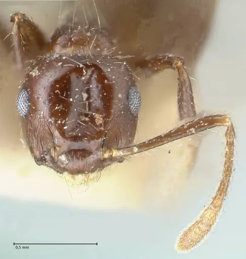 Crematogaster limata - FOCOL1629
